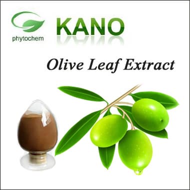 Olive Leaf Extract Oleuropein 10__60__Hydroxytyrosol 10__40_